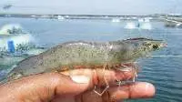 Frozen Vannamei Shrimp GACC