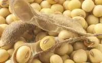 SEEDS: Soybean, Corn And Wheat