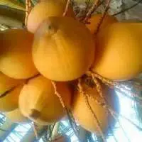 Tender Coconut