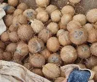 Fully Husked Coconut