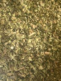 Oregano