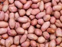 Peanuts Hps