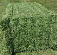 Alfalfa Hay