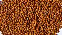 Pigeon Peas
