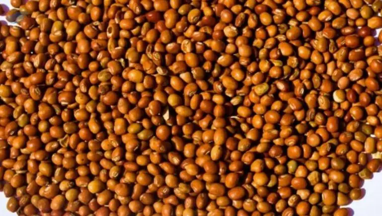 Pigeon Peas