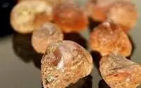 Gum Talha