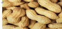 In Shell Peanuts