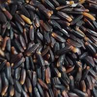 Black Rice
