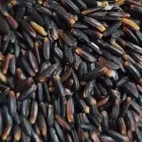 Black Rice
