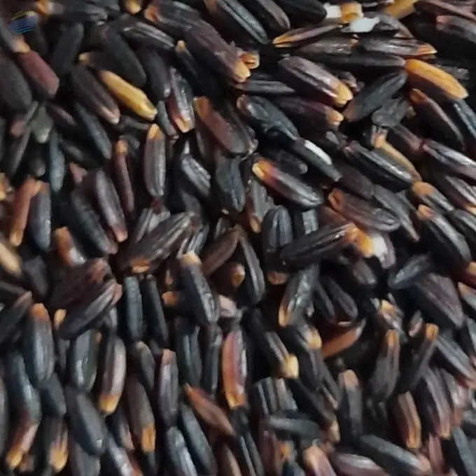 Black Rice