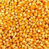 Maize Corn