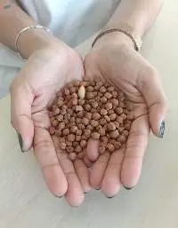 Bengal Gram (Chickpeas)