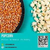Popcorn Export Quality Human Consumption