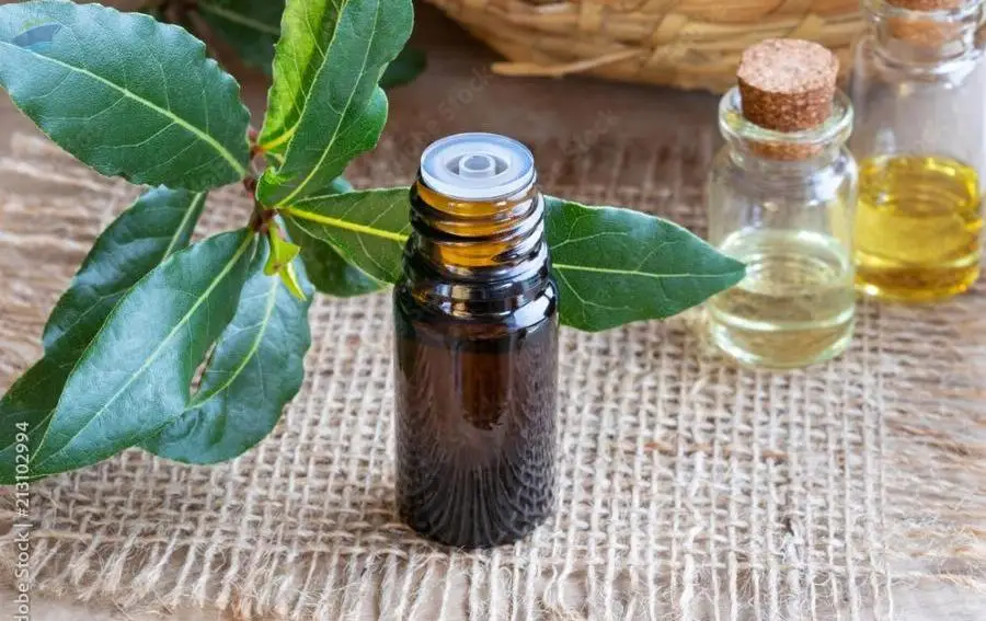 Bayleaf Oil