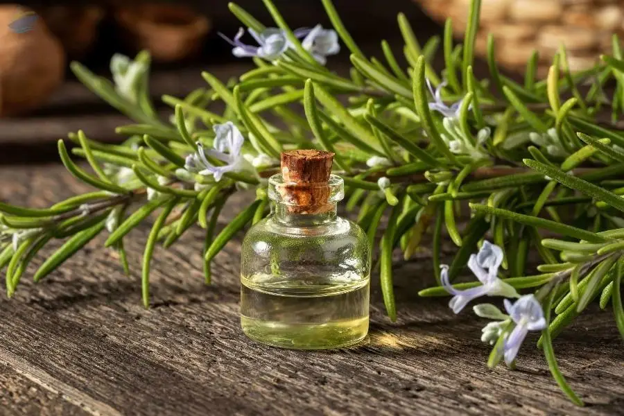 Rosemary Oil