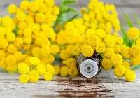 Tansy Oil
