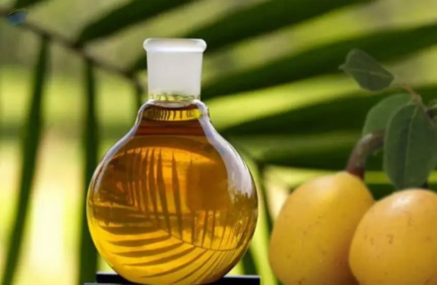 Marula Oil
