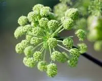 Angelica Root Oil