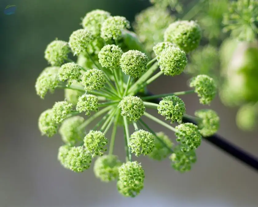 Angelica Root Oil