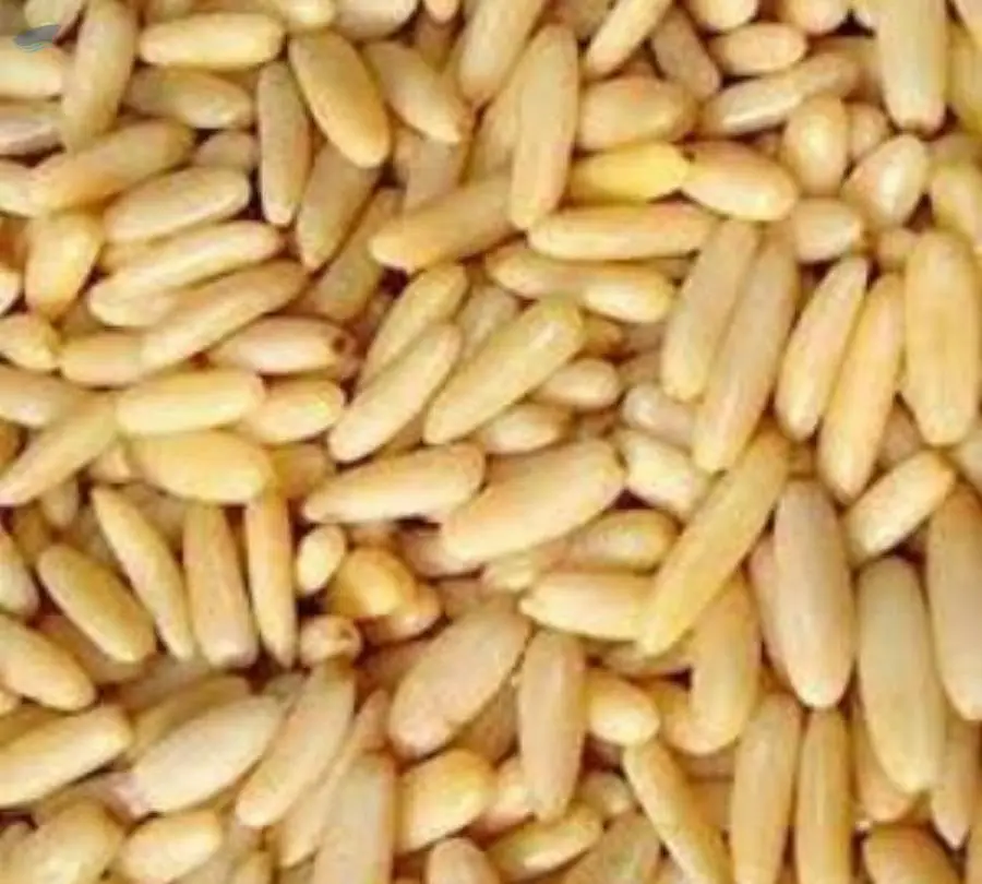 Pine Nuts