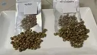 Robusta Green Bean Coffee