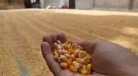 Corn