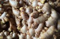 Fresh Organic Ginger