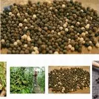 Black Pepper