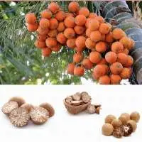 Betel Nuts