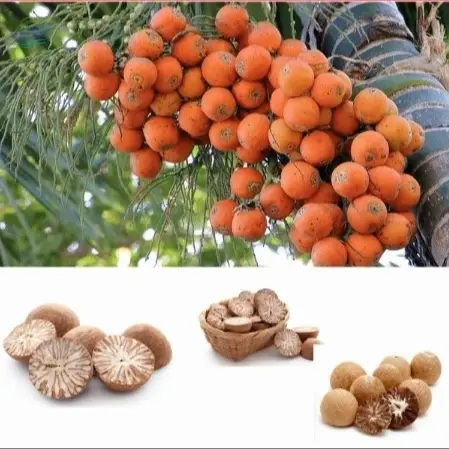 Betel Nuts