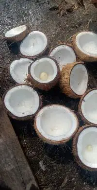 White Copra