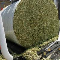 Rye grass silage