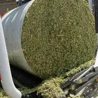 Rye grass silage