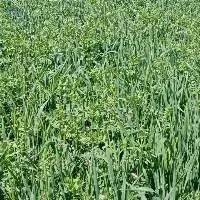 Barley silage