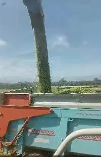 Corn silage
