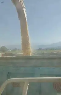 Corn cob mash (pulp)