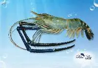 Frozen Shrimps