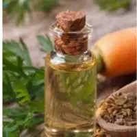 Carrot Seed Oil
