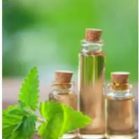 Catnip Oil