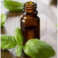 Holy Basil Oil (Ocimum Sanctum)