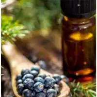 Juniper Berry Oil