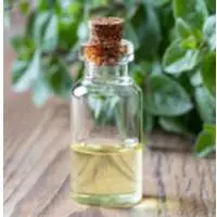Oregano Oil
