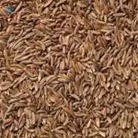 Cumin seeds