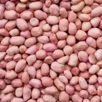 Peanut kernel Or Groundnut kernel