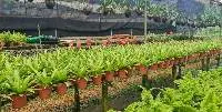 Live Plants- Tropical