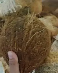 Semi Husked Coconut