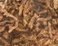 Cypriol Oil / Nagar Motha Oil