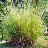 Vetiver Oil