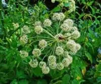 Angelica Root Oil