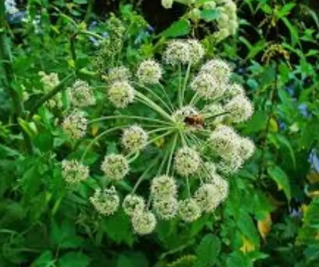 Angelica Root Oil